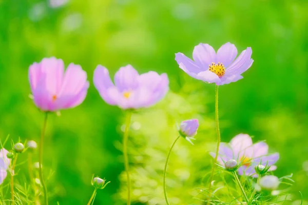 Kosmos Blomma Sommaren Hokkaido — Stockfoto