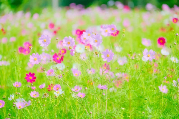 Flor Cosmos Verão Hokkaido — Fotografia de Stock