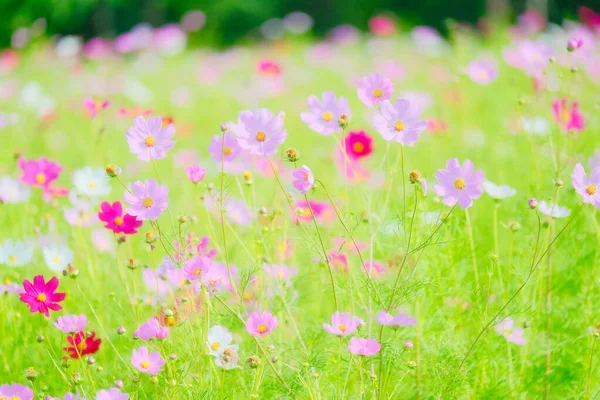 Flor Cosmos Verão Hokkaido — Fotografia de Stock