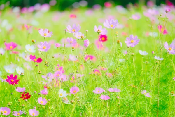 Flor Cosmos Verão Hokkaido — Fotografia de Stock