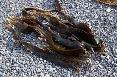 rishiri adasında rishiri yosunu