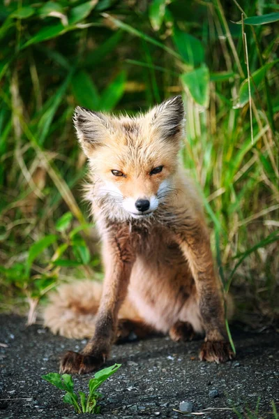 Uma Raposa Verão Hokkaido — Fotografia de Stock