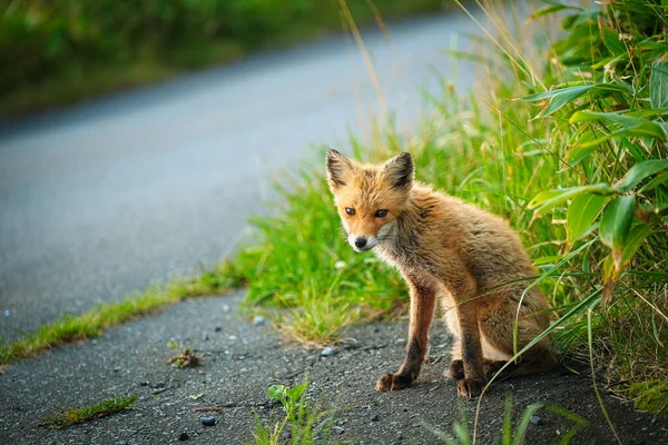 One Fox Summer Hokkaido — Stock Photo, Image
