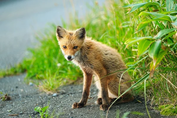 One Fox Summer Hokkaido — Stock Photo, Image