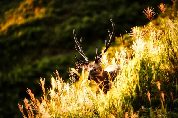 Jeden Jeleń Hokkaido Japan — Zdjęcie stockowe