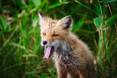 Yazın bir tilki Hokkaido