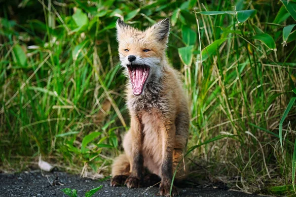 One Fox Summer Hokkaido — Stock Photo, Image