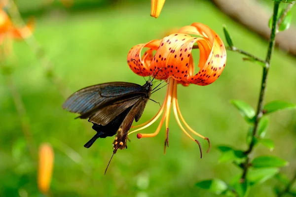 Papilio Maackii Lily Yazın — Stok fotoğraf
