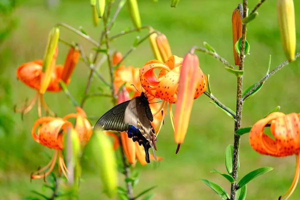 Papilio Maackii Lily Summer — Stock Photo, Image