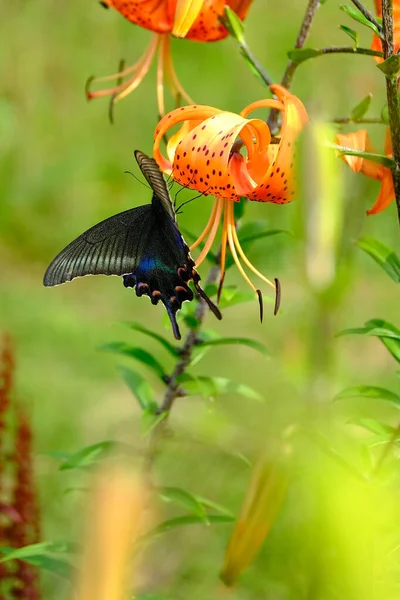 Papilio Maackii Lily Yazın — Stok fotoğraf