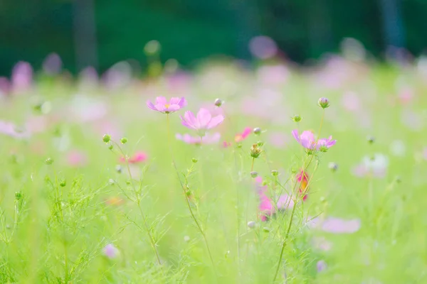 Flor Cosmos Verão Hokkaido — Fotografia de Stock