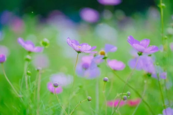 Kosmos Blomma Sommaren Hokkaido — Stockfoto