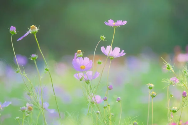 Kosmos Blomma Sommaren Hokkaido — Stockfoto