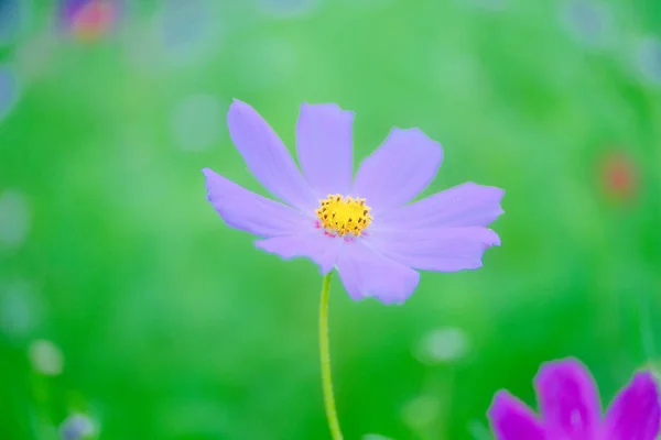 Flor Cosmos Verão Hokkaido — Fotografia de Stock