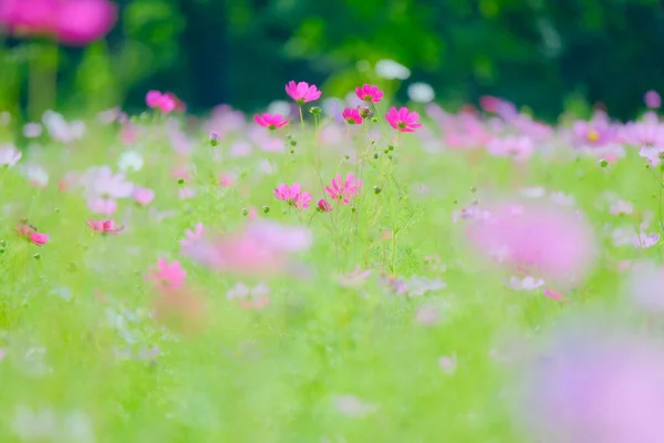 Flor Cosmos Verão Hokkaido — Fotografia de Stock