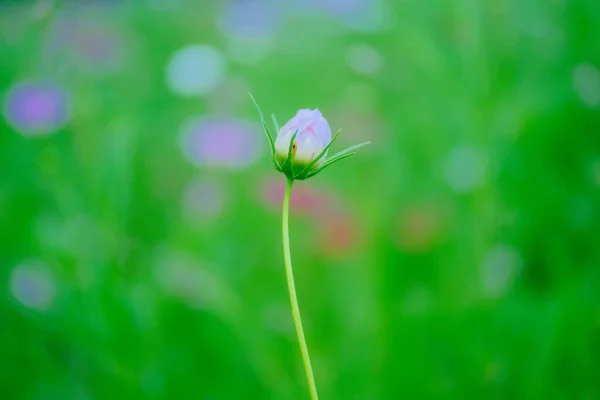 Kosmos Květ Létě Hokkaido — Stock fotografie