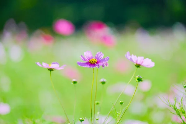 Kosmos Blomma Sommaren Hokkaido — Stockfoto