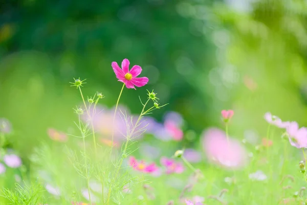 Kosmos Blomma Sommaren Hokkaido — Stockfoto