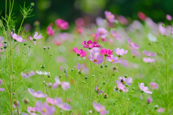 Yazın kozmos çiçeği hokkaido