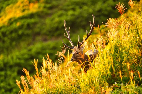 Jeden Jeleń Wieczorem Hokkaido — Zdjęcie stockowe