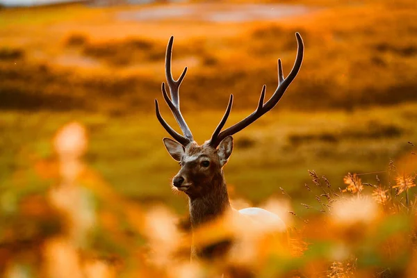 Jeden Jeleń Wieczorem Hokkaido — Zdjęcie stockowe