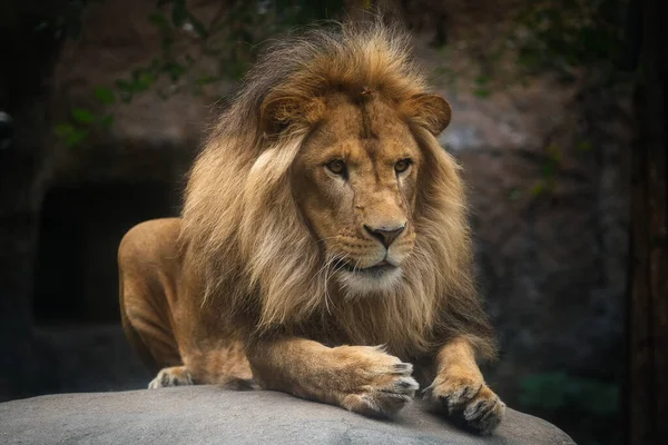 Jeden Lew Japońskim Zoo — Zdjęcie stockowe