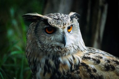 Hokkaido ormanında boynuzlu baykuş