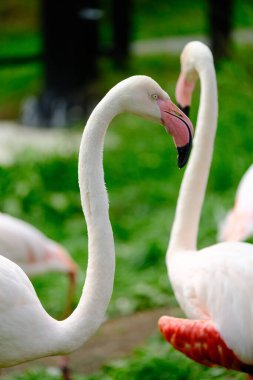 Flamingo hayvanat bahçesinde Japon hokkaido