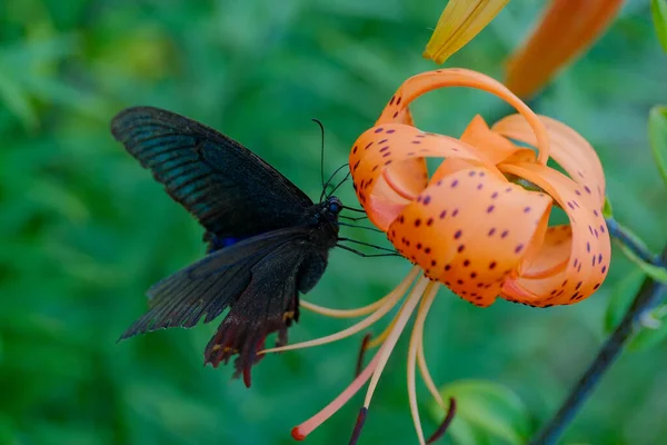 Papilio Maackii Lily Hokkaido — Stok fotoğraf