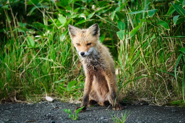 Child Fox Hokkaido Japan — Stock Photo, Image