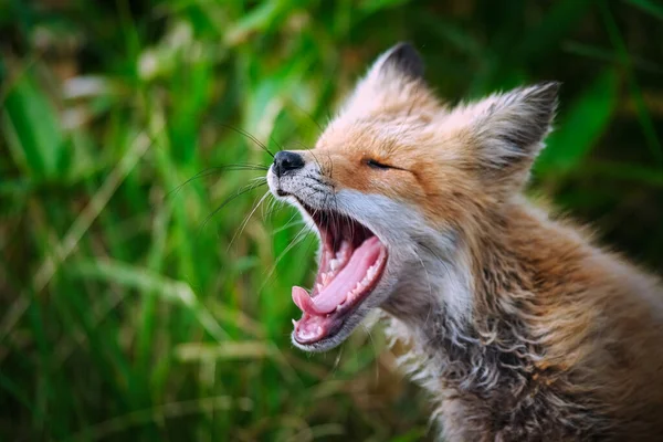 Child Fox Hokkaido Japan — Stock Photo, Image