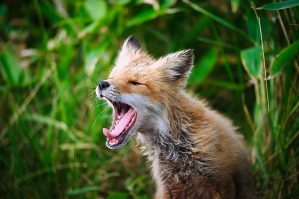 Hokkaido japan 'daki çocuk tilki