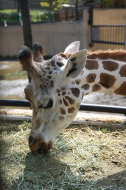 Japonya hayvanat bahçesinde bir zürafa