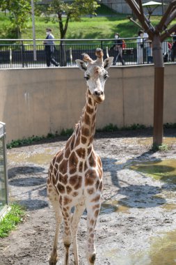 Japonya hayvanat bahçesinde bir zürafa