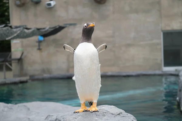 Japonya Hayvanat Bahçesinde Bir Penguen — Stok fotoğraf