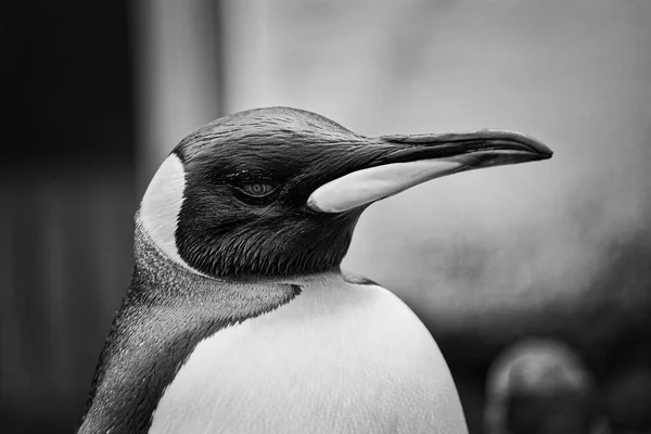 Pinguim Jardim Zoológico Japão — Fotografia de Stock