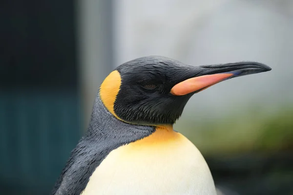 Ένας Πιγκουίνος Στον Ζωολογικό Κήπο Της Ιαπωνίας — Φωτογραφία Αρχείου