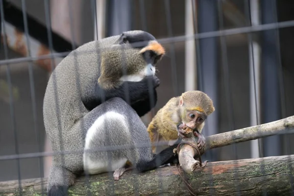 Гуэнон Браззы Японском Зоопарке — стоковое фото