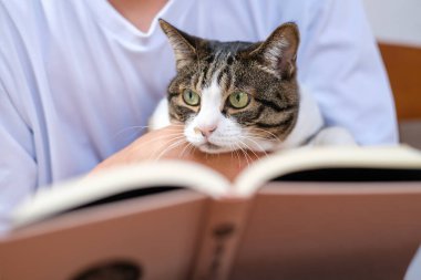 Bir kedi kitabı okudu.