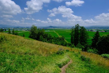 Yaz Hokkaido 'sunda çeltik tarlası