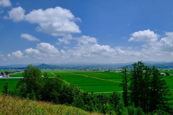 夏天北海道的稻田 — 图库照片