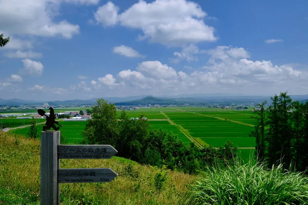 Paddy Πεδίο Καλοκαίρι Hokkaido — Φωτογραφία Αρχείου