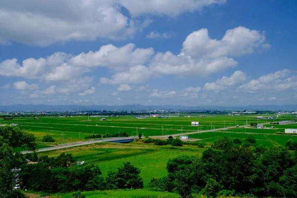 夏天北海道的稻田 — 图库照片