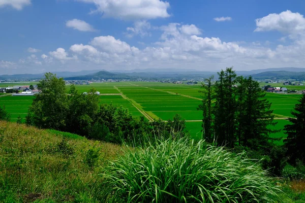 Paddy Mező Nyáron Hokkaido — Stock Fotó