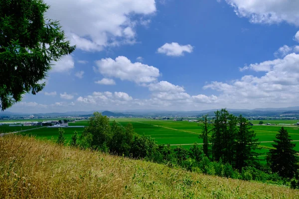 Paddy Mező Nyáron Hokkaido — Stock Fotó