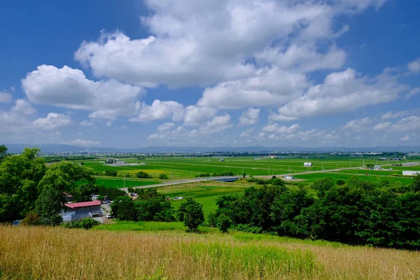 Paddy Mező Nyáron Hokkaido — Stock Fotó