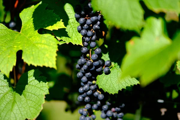 Vineyard Ikeda Hokkaido Autumn — Stock Photo, Image