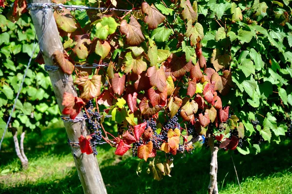 Vignoble Ikeda Hokkaido Automne — Photo