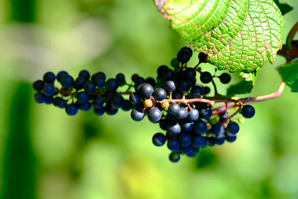 Виноградник Ikeda Hokkaido Осень — стоковое фото