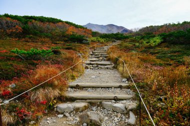 Sonbahar yaprakları asahidake hokkaido 'da